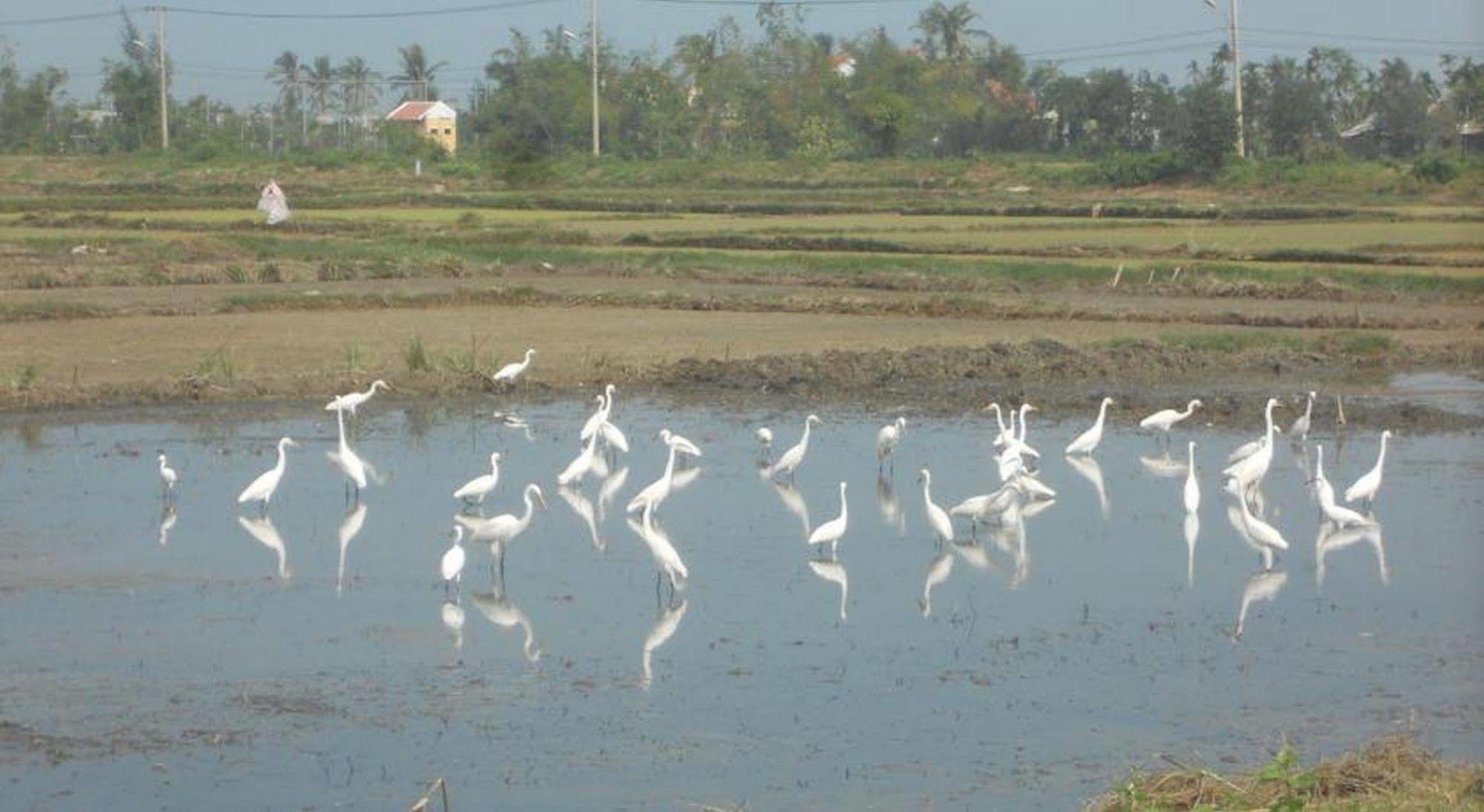 Lila Homestay Hoi An Esterno foto